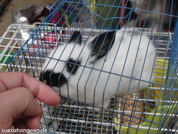 Kaninchen im Panda-Look