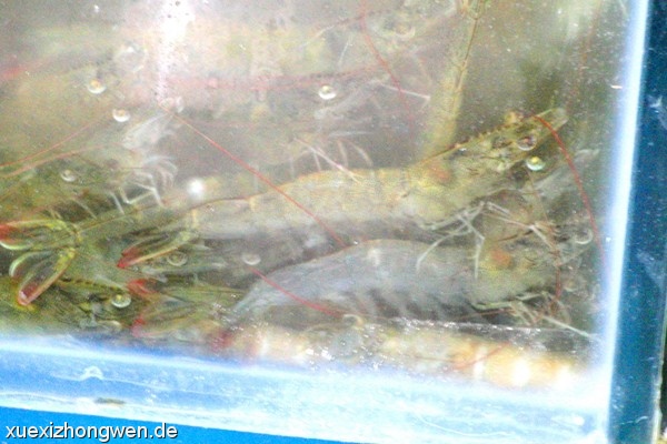 HIER sind aber jetzt lebende Jumbo-Shrimps
